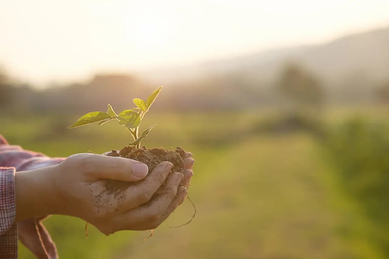 Erradicación de plantas invasoras