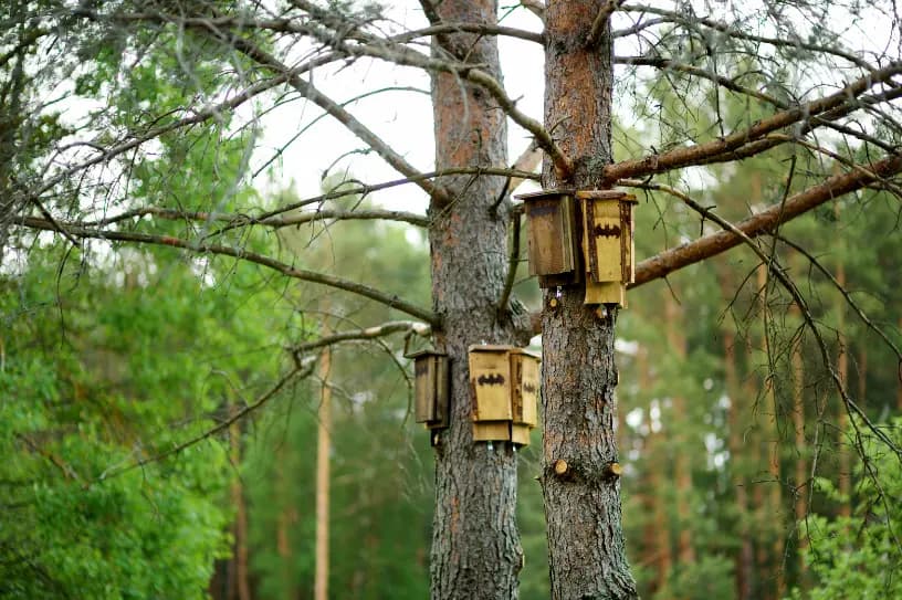 Bat houses