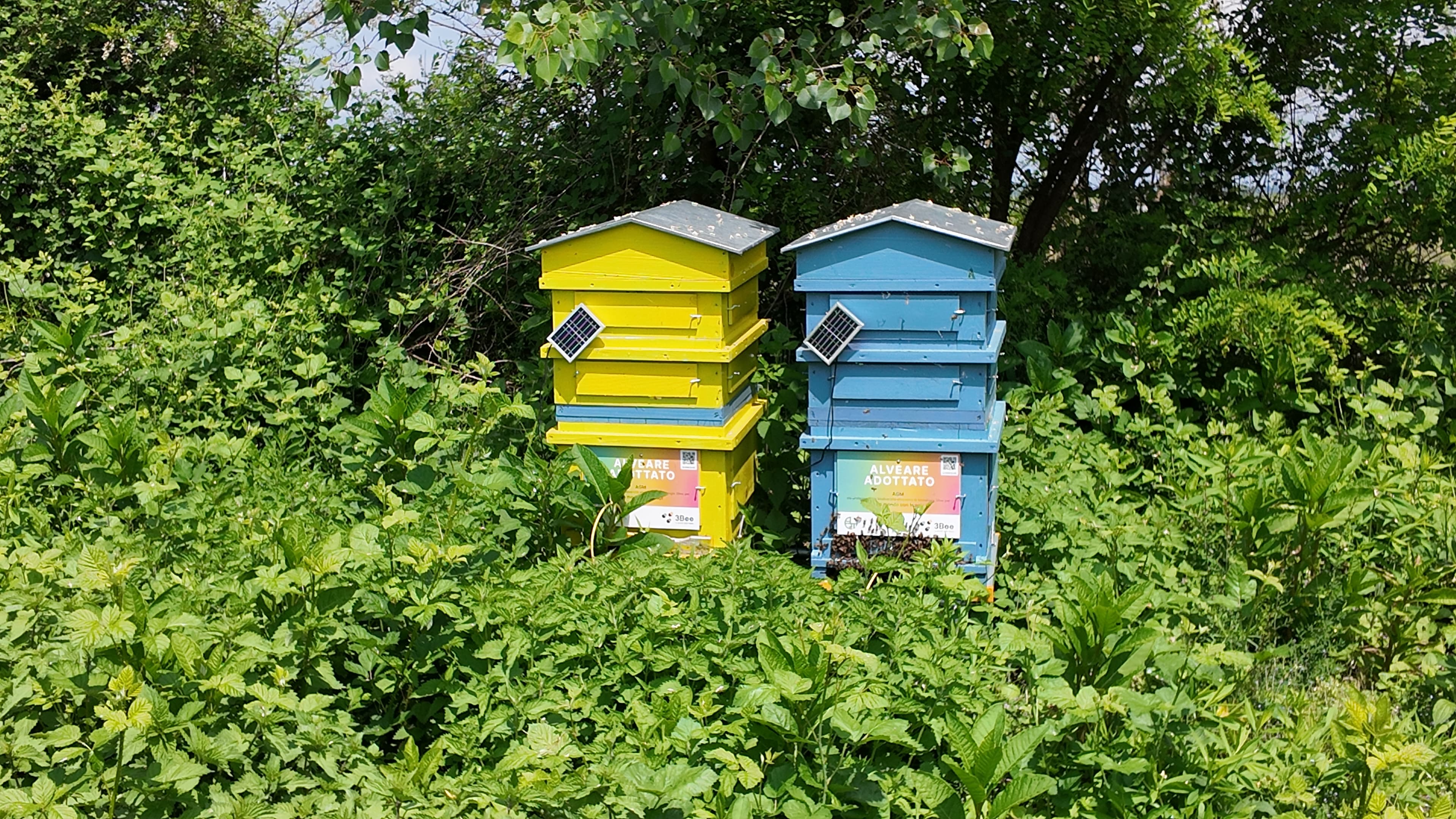 Hive-Tech beehive in AGM biodiversity oasis