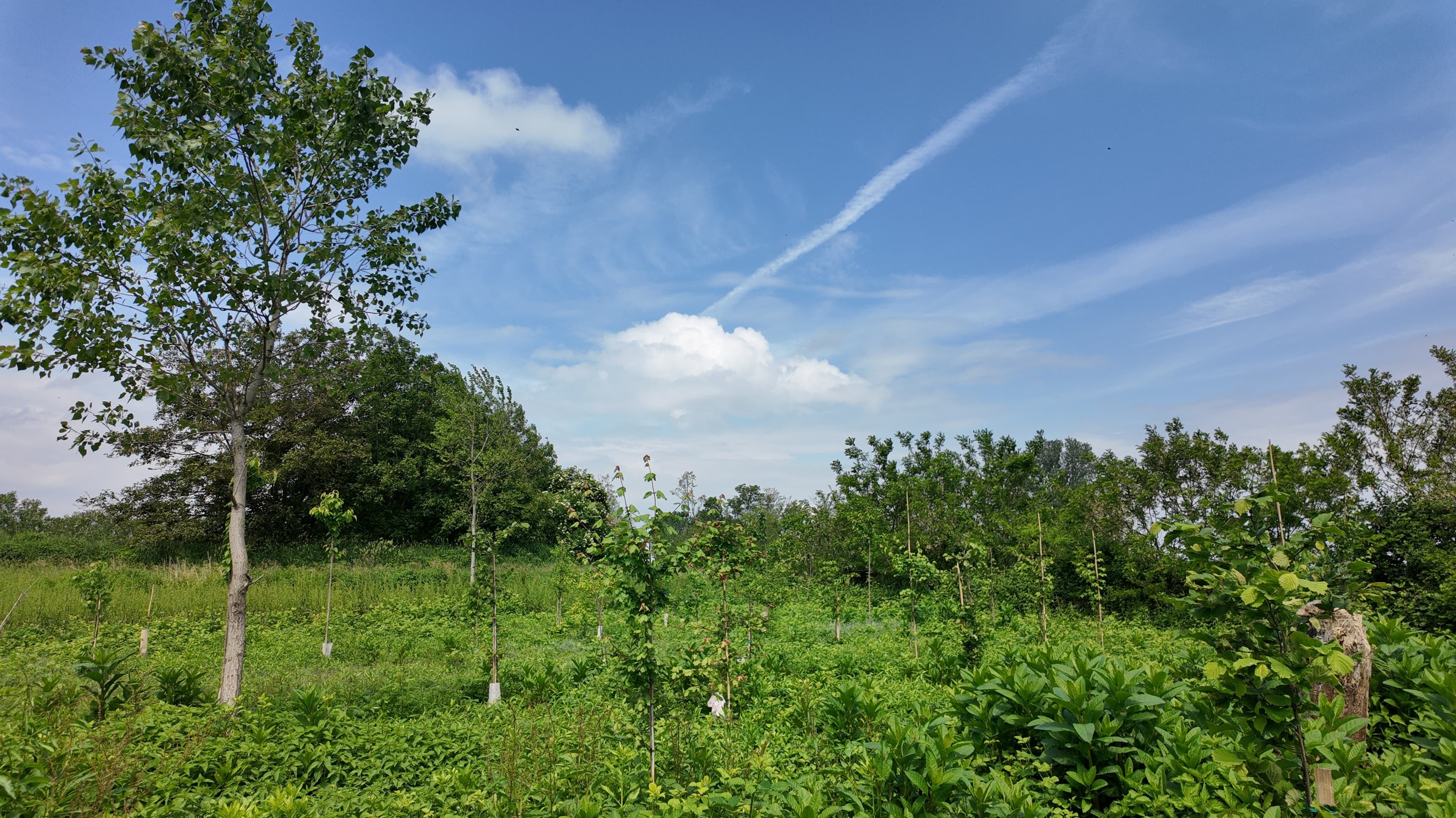 Apiary and nectariferous forest at AGM