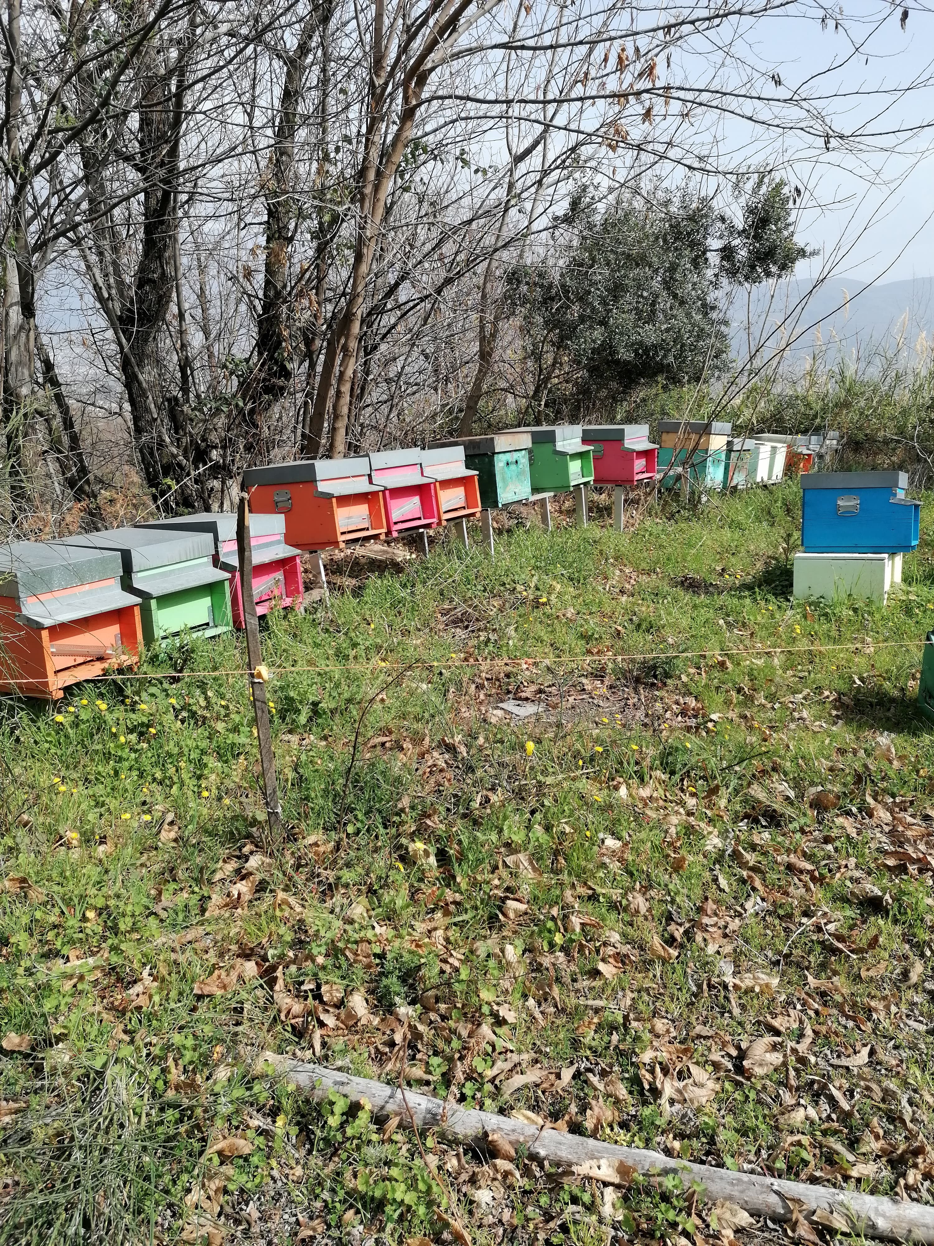 HiveTech sensor in Vesuvius National Park