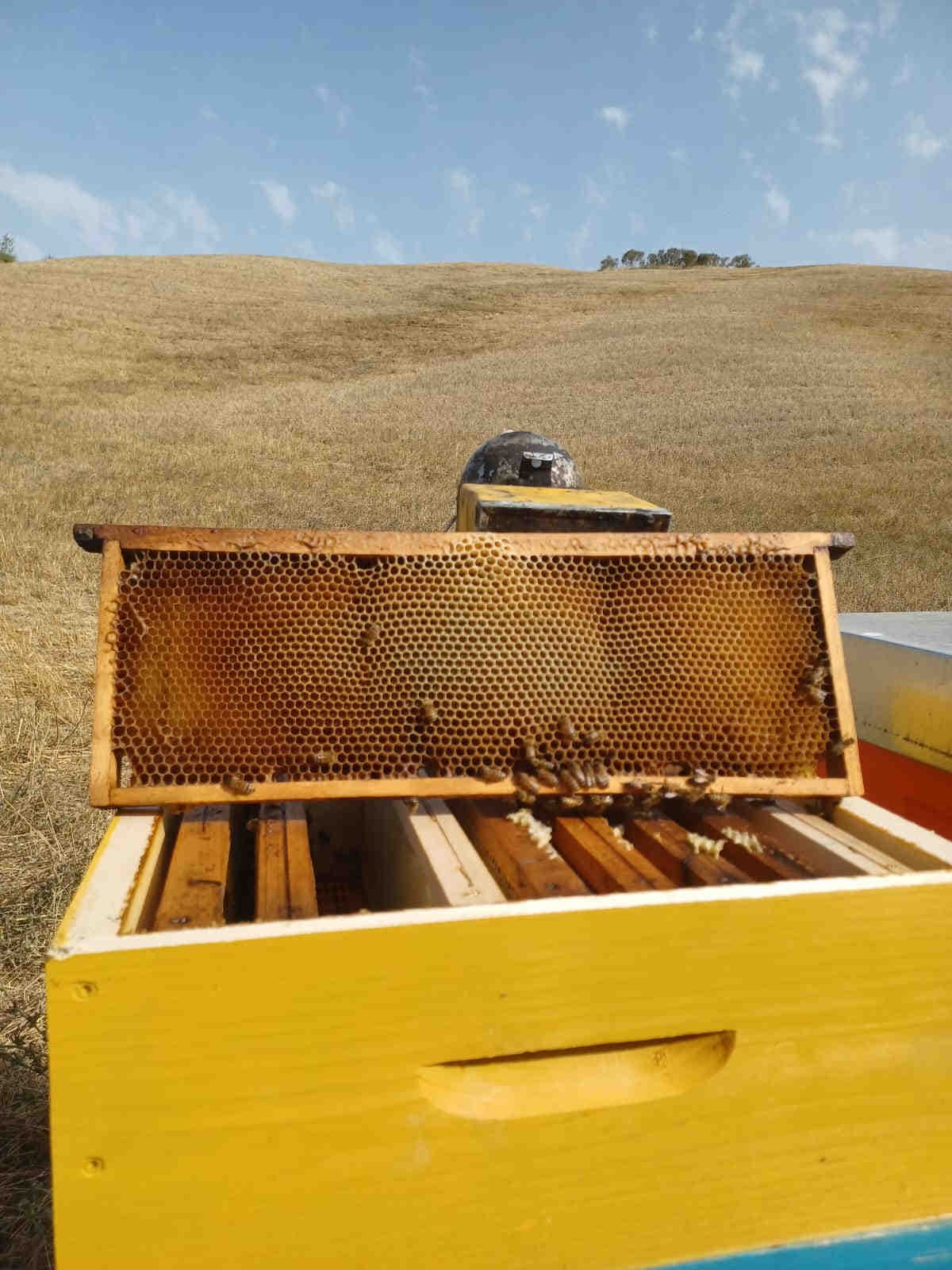 Hive-Tech beehive monitoring