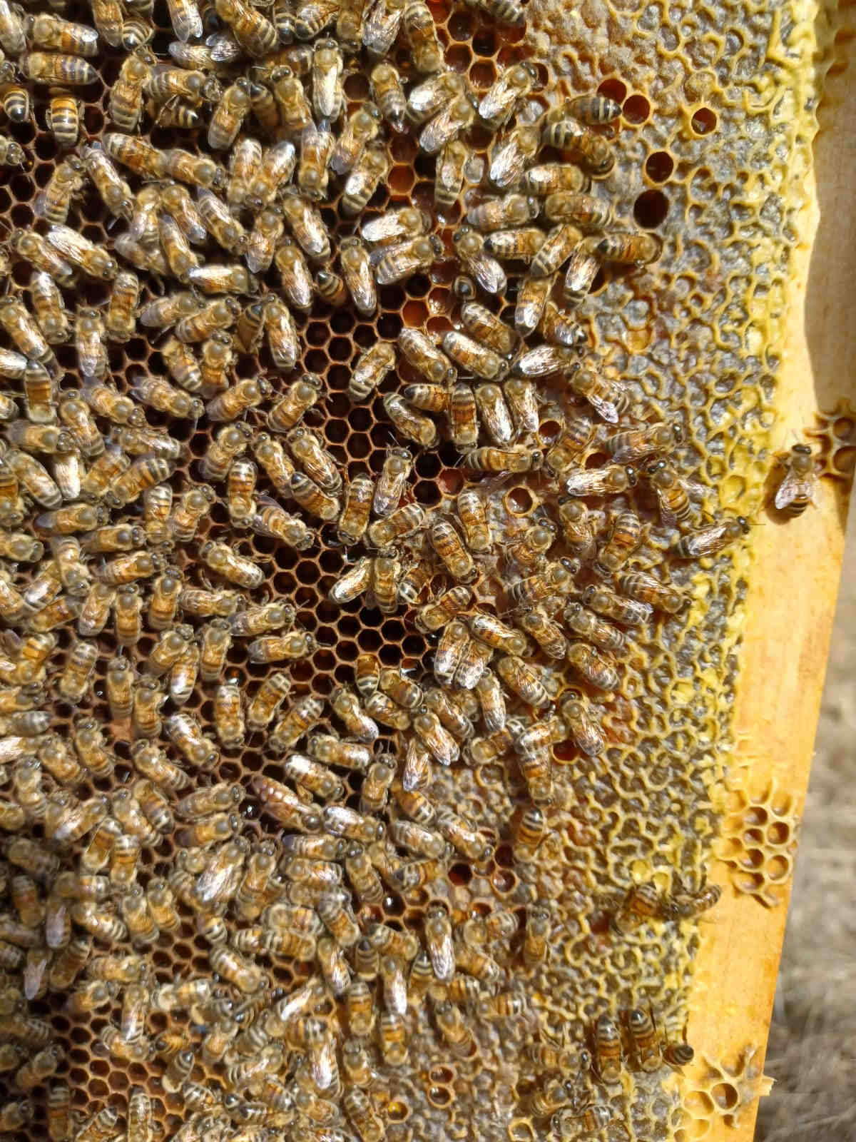 Hive-Tech sensor on beehive