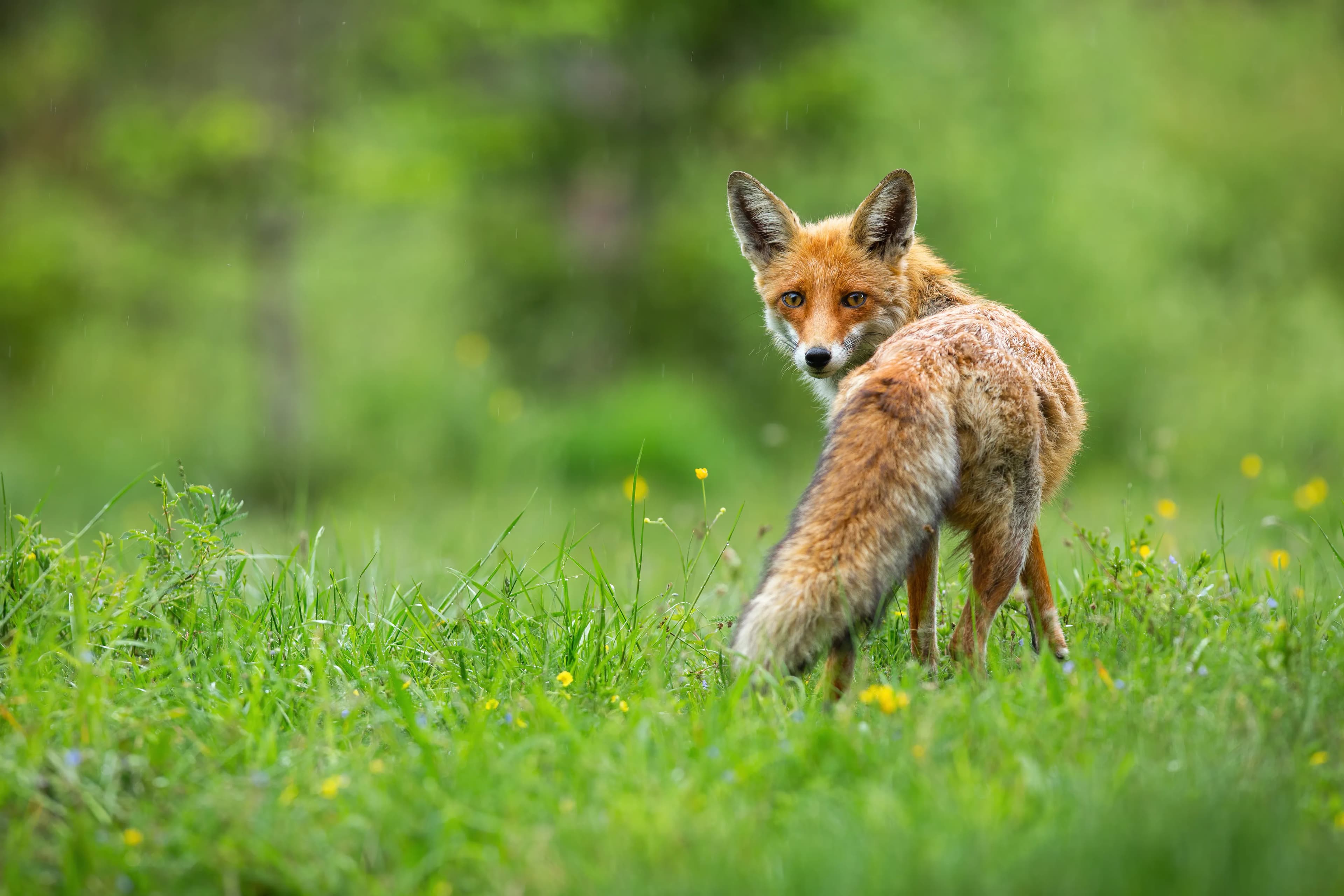 Wildlife monitored by XNatura