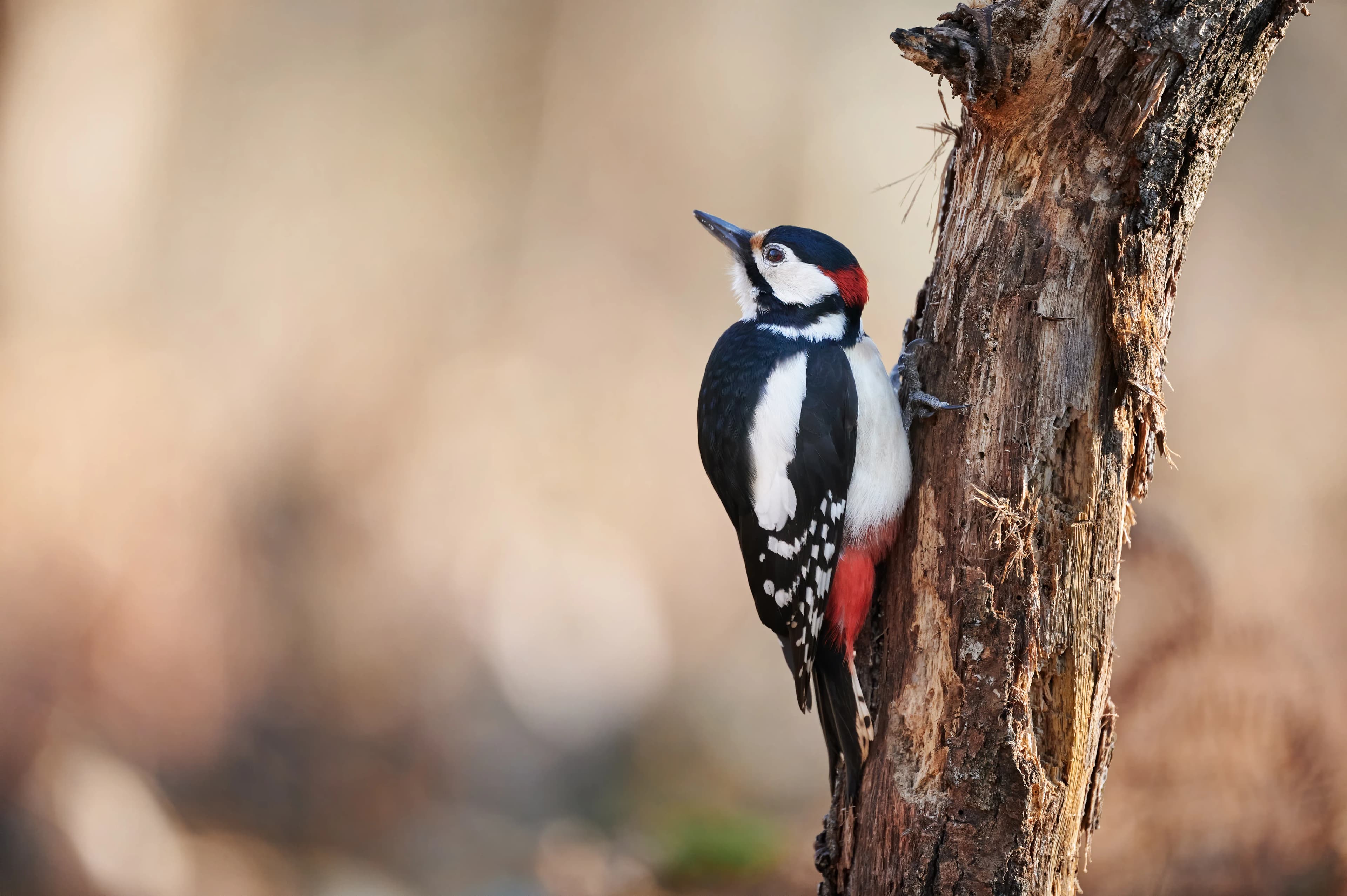 Bird identified during the census