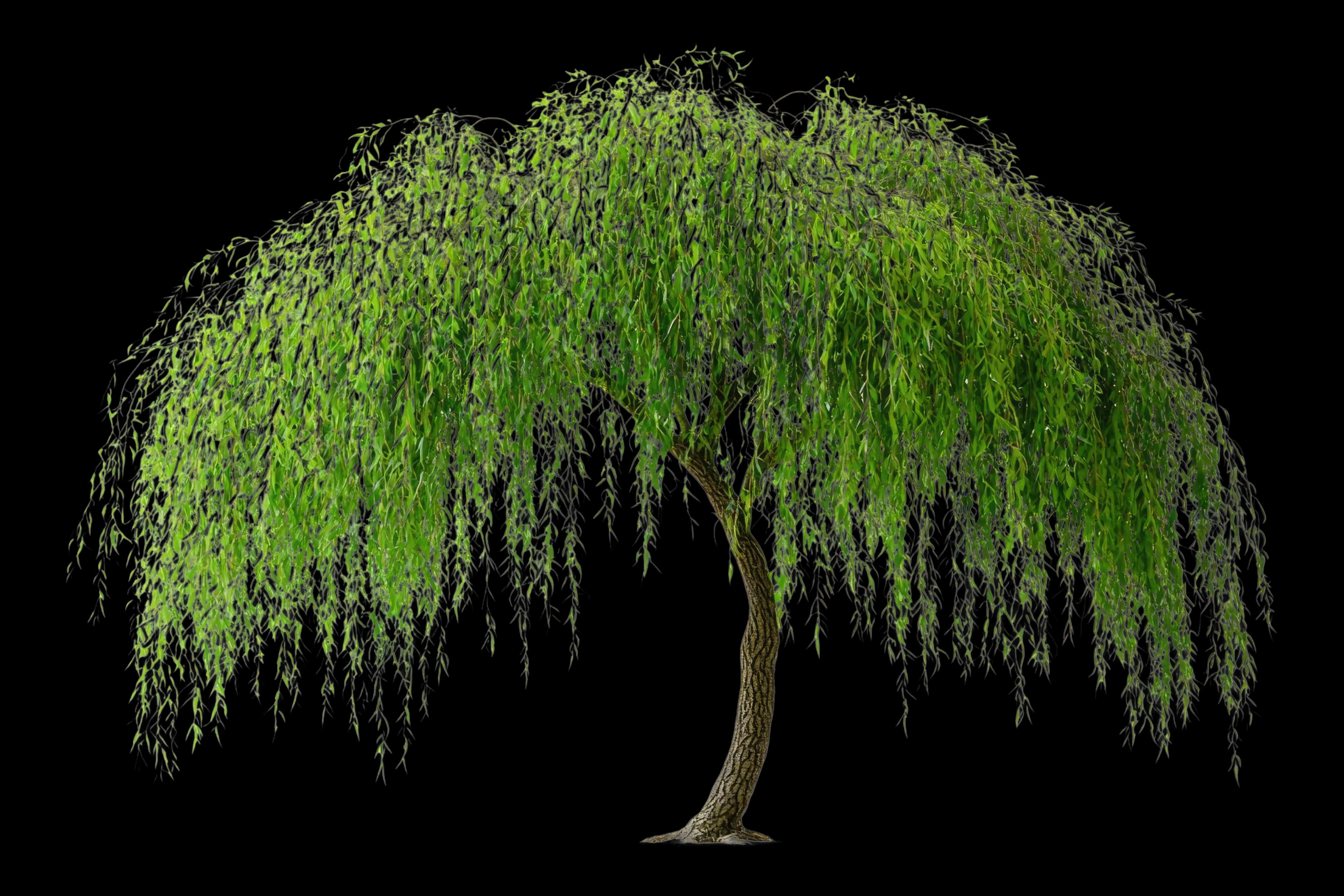 Application Biodiversa sur smartphone