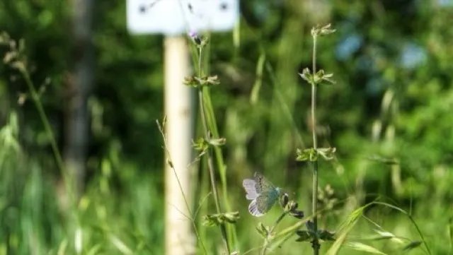 Biodiversità misurata in vigna accanto al sensore