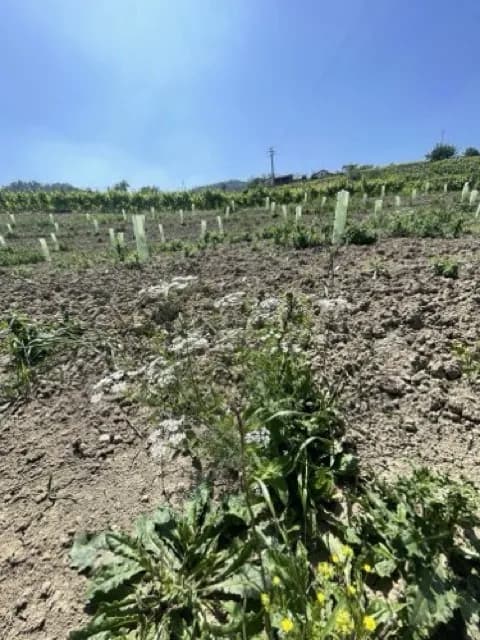 Filari di vigna con cover crop fiorito