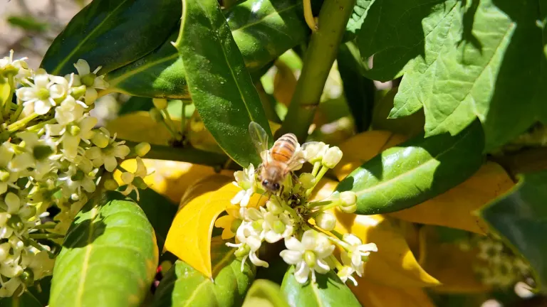 Bee on wild blossom on the estate
