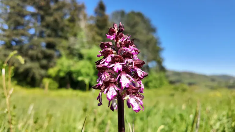 Wild orchid in the estate's meadows
