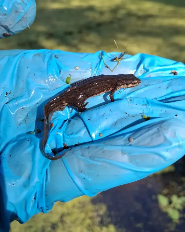 Newt found during the herpetological survey