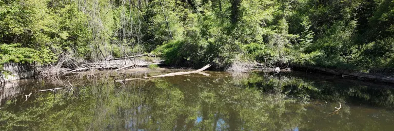One of the estate's wetlands