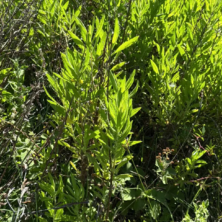 Klebriger Alant (Dittrichia viscosa)