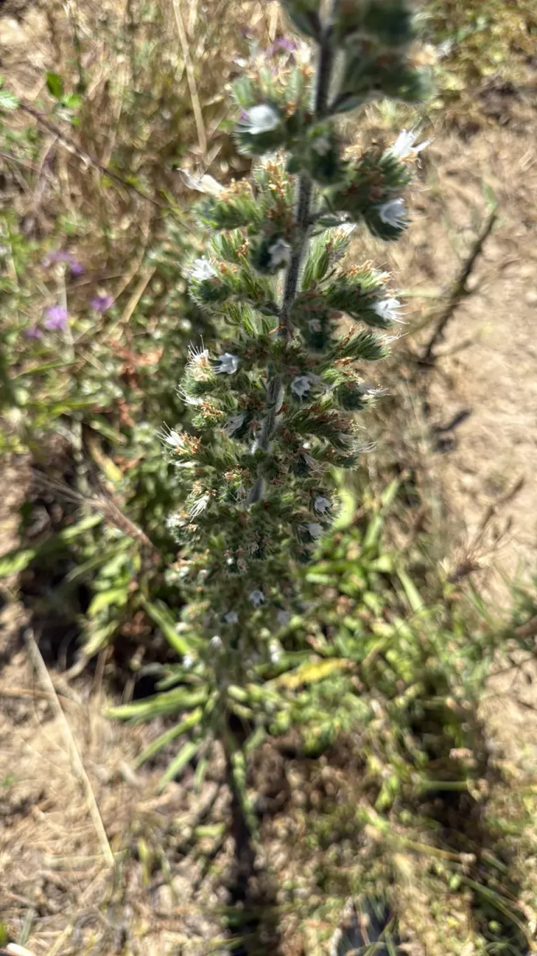 Italienischer Natternkopf (Echium italicum)