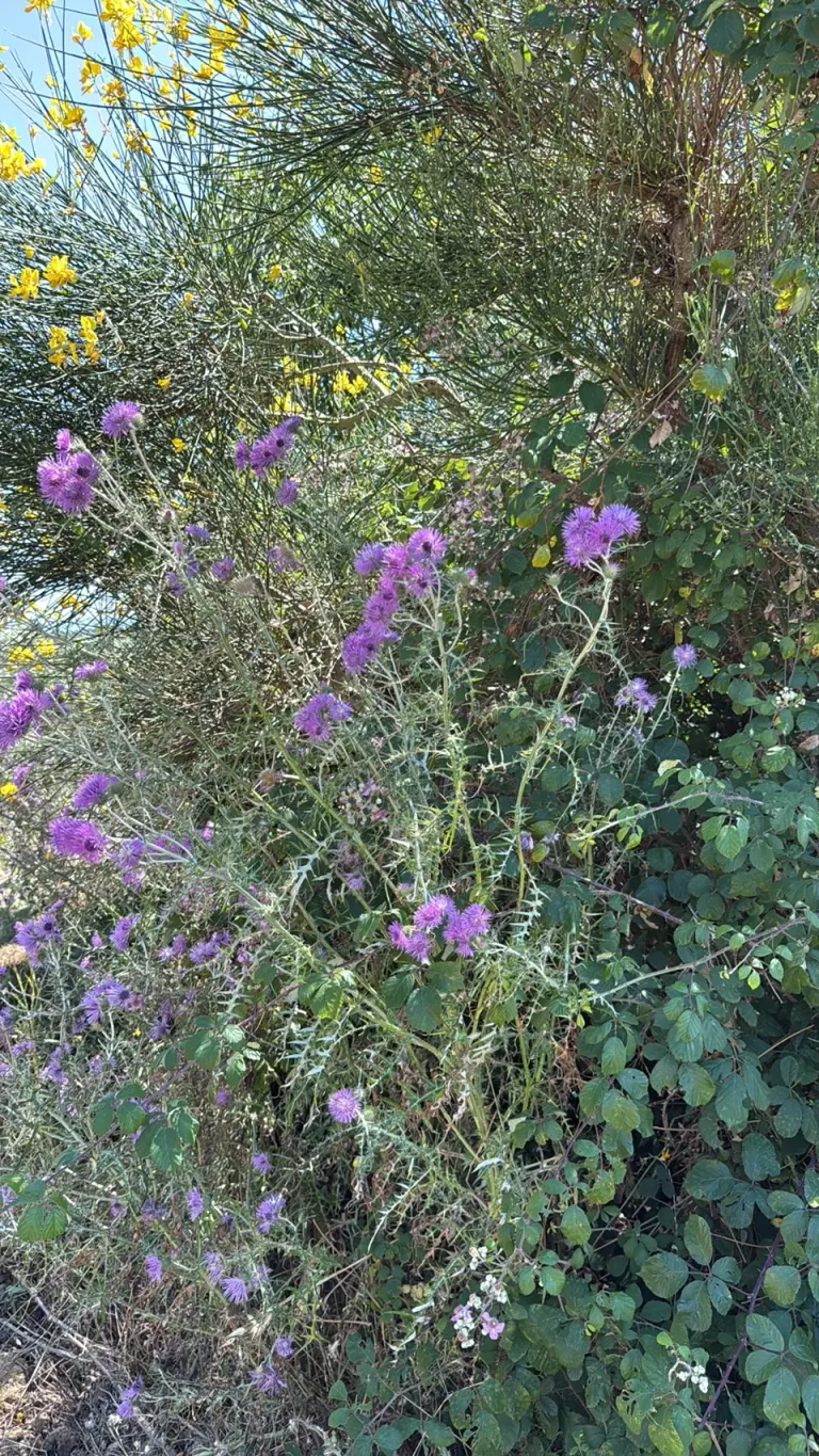 Milchfleckdistel (Galactites tomentosus)