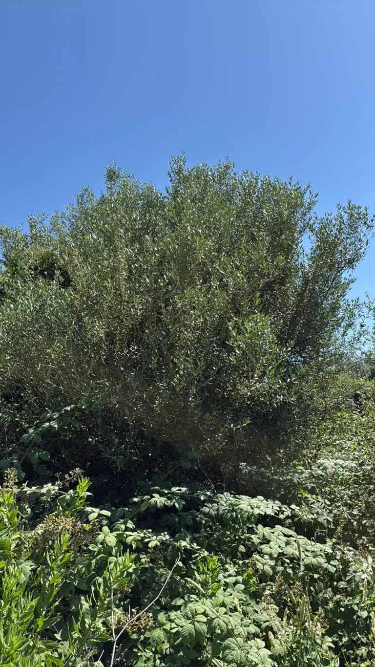 Olivenbaum (Olea europaea)