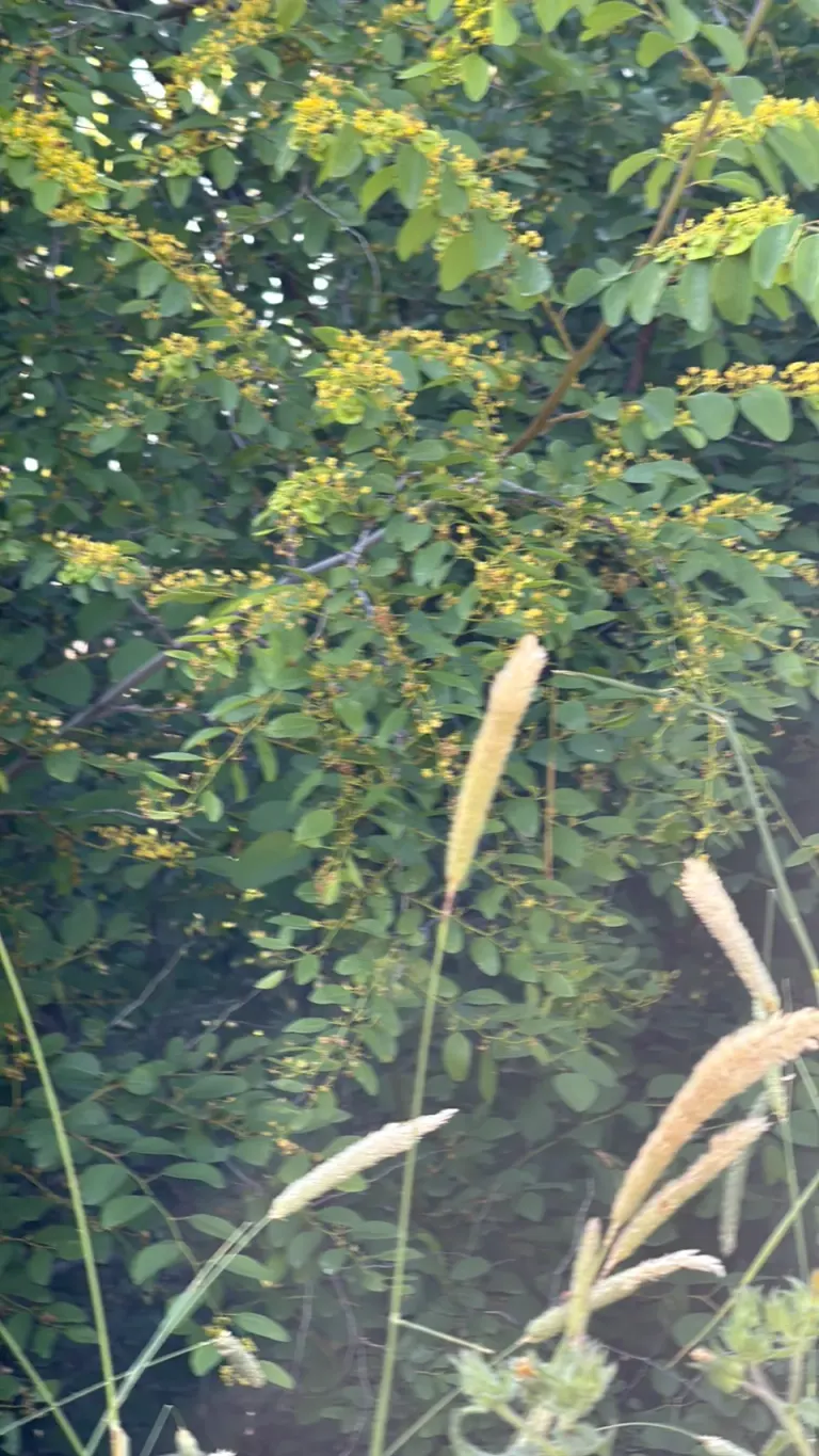 Christusdorn (Paliurus spina-christi)