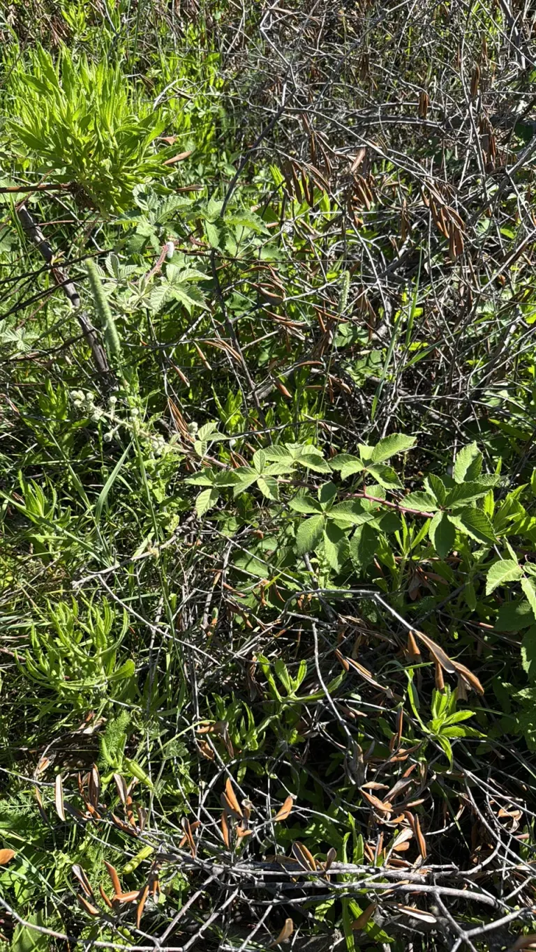 Mittelmeer-Brombeere (Rubus ulmifolius)