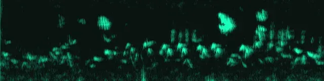 Spektrogramm der Aufnahme von Orpheusspötter