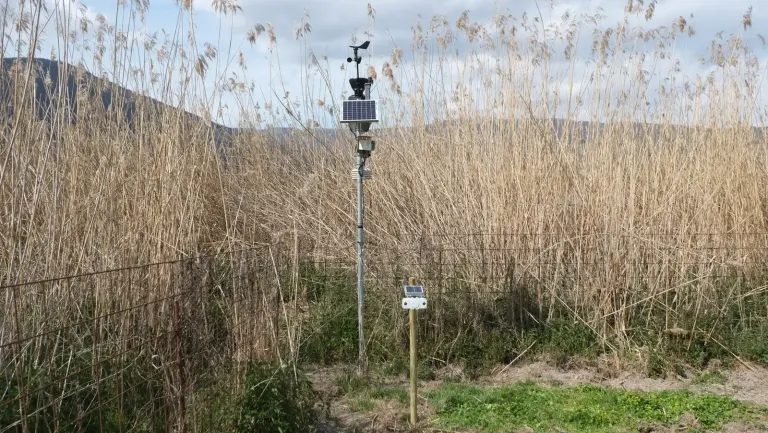 A weather station and a sensor in front of a reed bed