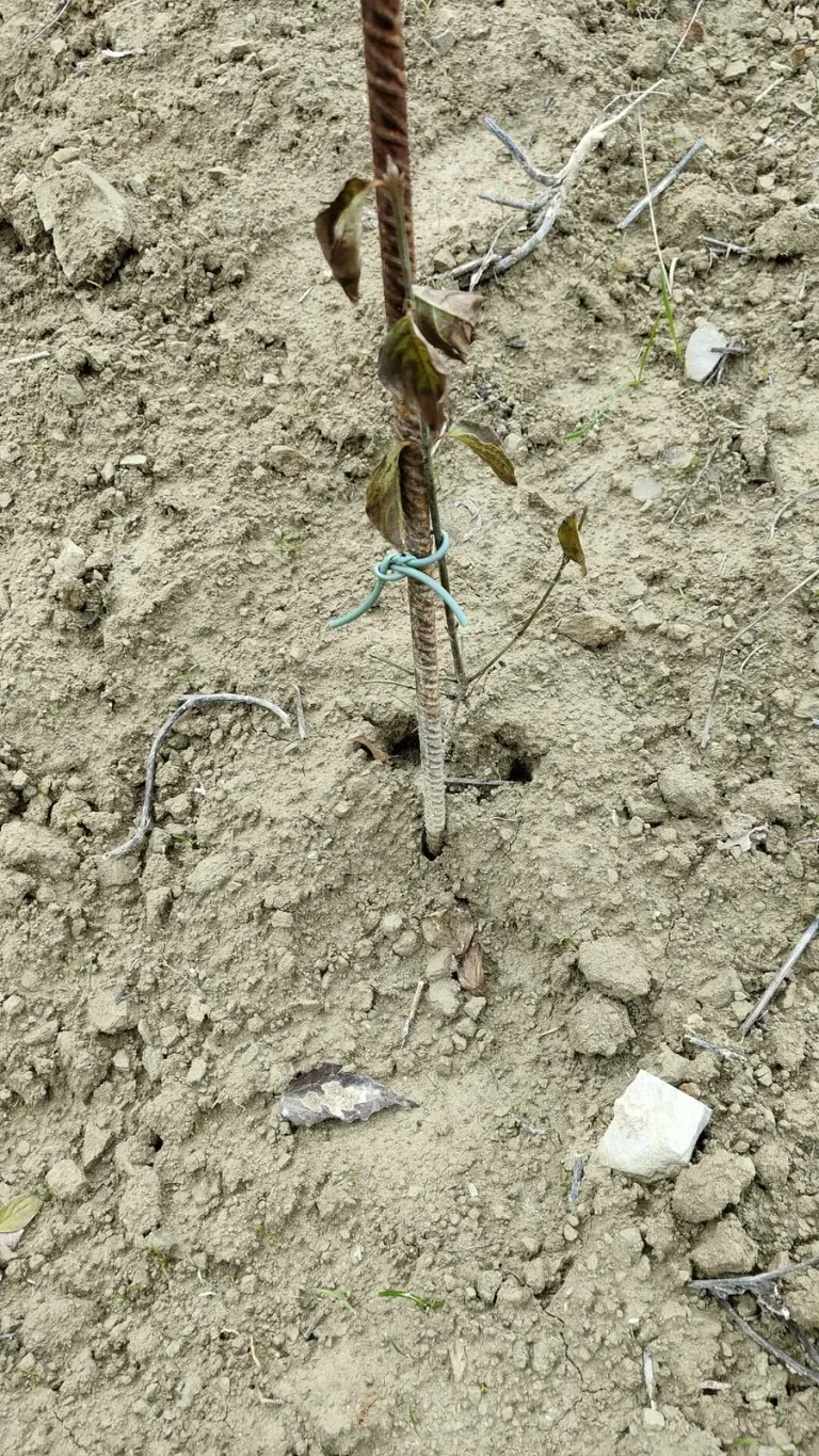 A young tree dried out on parched soil, tied to its stake