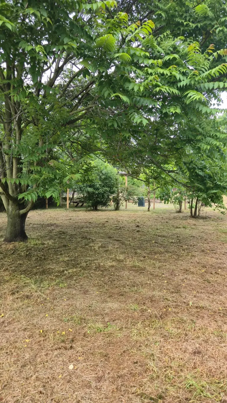 Yellowed lawn under the trees of Parco Sorelle Mirabal, Milan