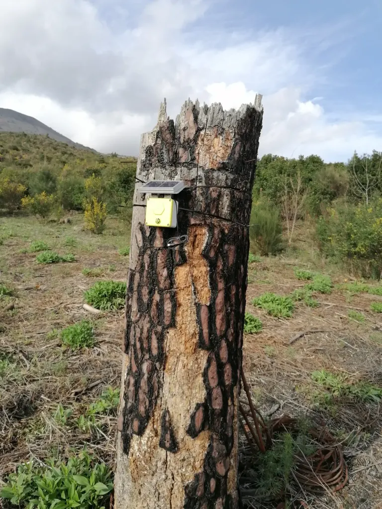 A 3Bee sensor on a pine trunk burnt by a wildfire, Vesuvius National Park