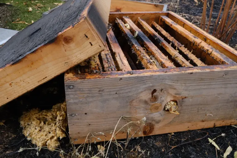 A beehive burnt by a wildfire, on blackened ground