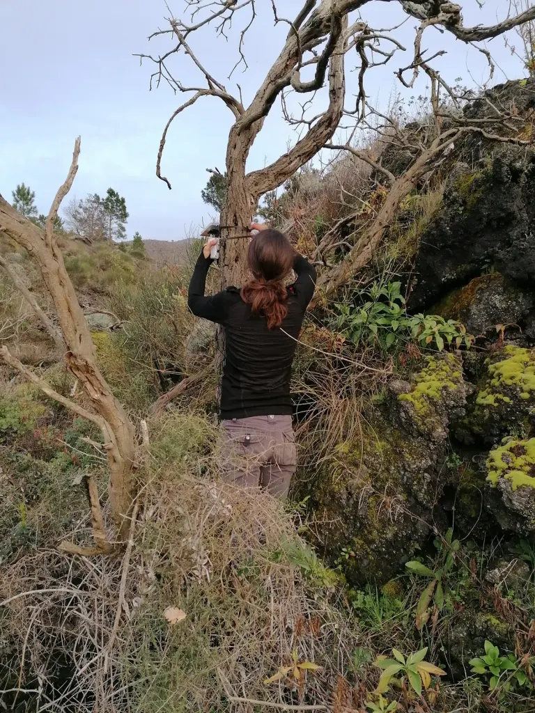 A researcher installing a sensor on a dead tree in Vesuvius National Park