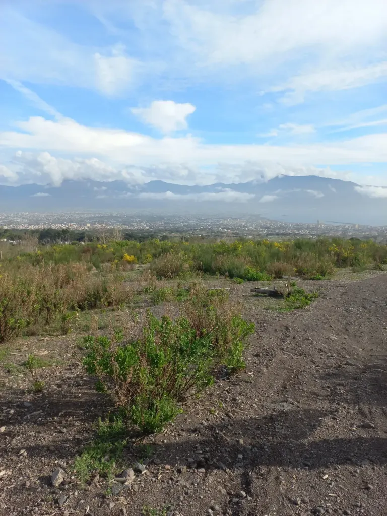Shrubs on volcanic soil above the towns at the foot of Vesuvius, where wildland meets the city