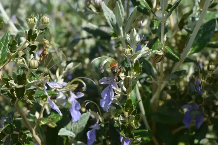 Un'ape mellifera su un fiore di Teucrium
