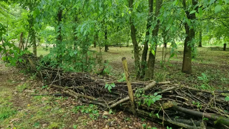 Siepe morta di rami intrecciati nel sottobosco del Parco Sorelle Mirabal, a Milano