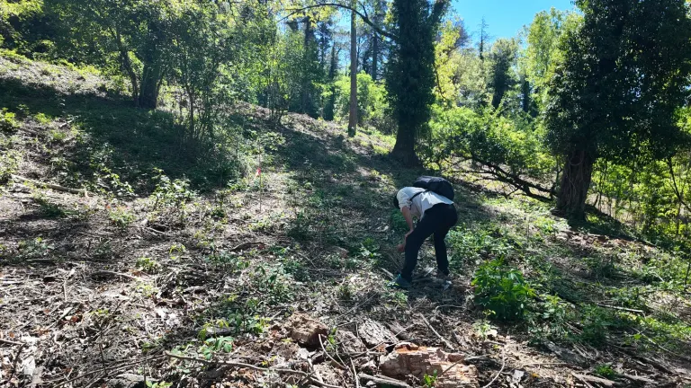Un erpetologo cerca anfibi sotto le cortecce in un bosco, durante un rilievo di primavera