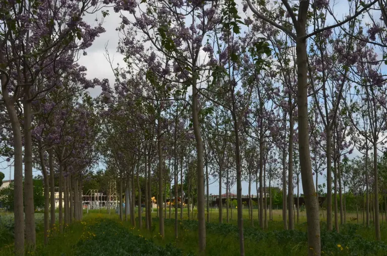 Rows of paulownia trees in bloom