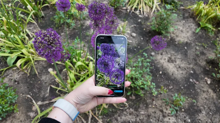 A smartphone with the Biodiversa app framing a purple allium in a flower bed.