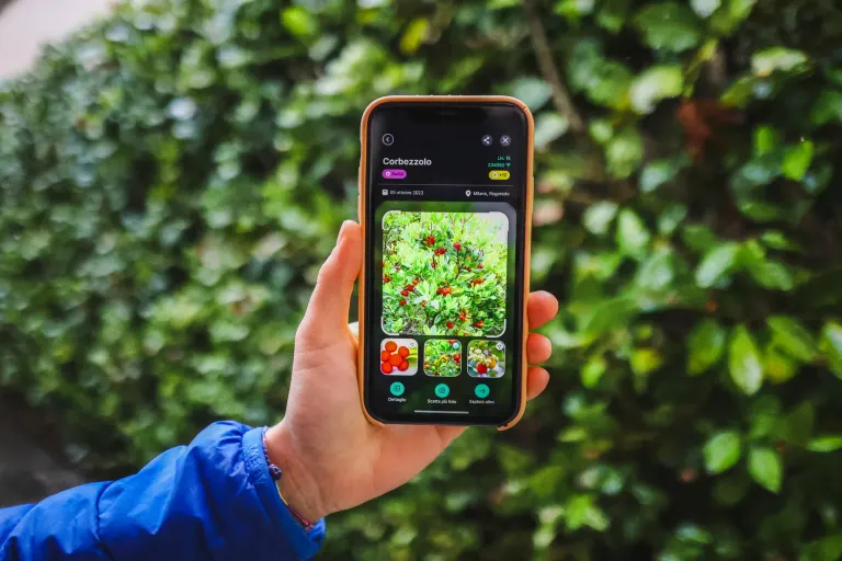 Die Biodiversa-App auf dem Telefon mit einer Erdbeerbaum-Beobachtung