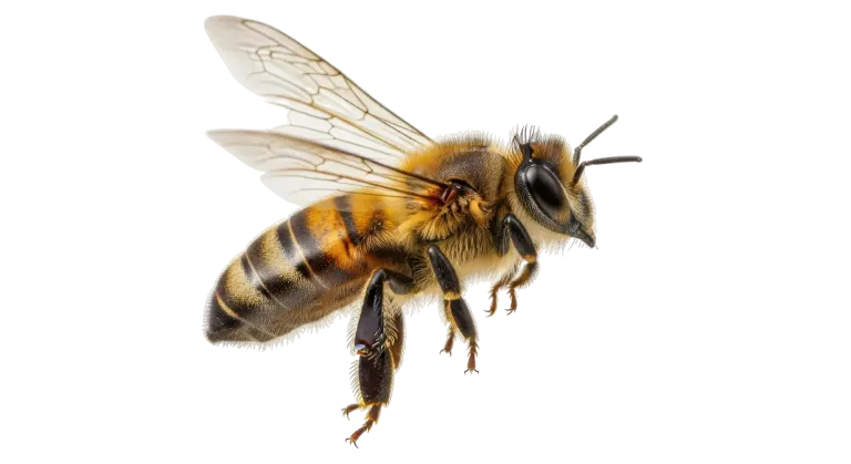 Abeille en gros plan sur une fleur